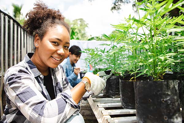 person demonstrating the extraction method with cannabis